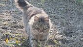 Margot, un gattone mangione