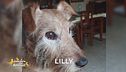 Cercasi Lilly