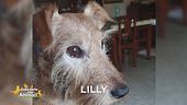Cercasi Lilly