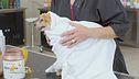 La spa per i nostri pet