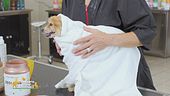 La spa per i nostri pet