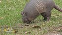 Un animale da scoprire: l'armadillo
