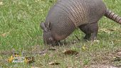 Un animale da scoprire: l'armadillo