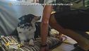 Come insegnare al cane a entrare nella cuccia