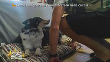 Come insegnare al cane a entrare nella cuccia