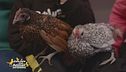 Nina e Charlotte, galline felici