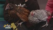 Nina e Charlotte, galline felici