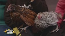 Nina e Charlotte, galline felici