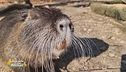La nutria Camillo