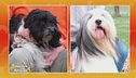 Tibetan terrier vs Bearded collie
