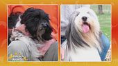 Tibetan terrier vs Bearded collie