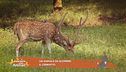 Un animale da scoprire: il cerbiatto