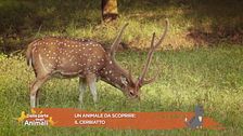 Un animale da scoprire: il cerbiatto