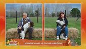 Springer Spaniel vs. Cocker americano
