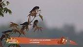 Un animale da scoprire: la rondine