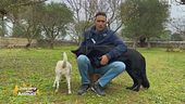 Salvare gli animali randagi