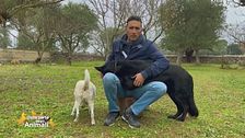 Salvare gli animali randagi