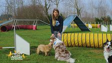 Impariamo divertendoci: il cane che salta addosso
