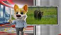 Lucky cartoon ci racconta la storia dell'orso MJ5