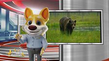Lucky cartoon ci racconta la storia dell'orso MJ5