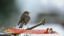 Un animale da scoprire: il pettirosso