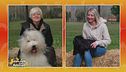 Bobtail VS Shih Tzu