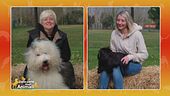 Bobtail VS Shih Tzu