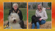 Bobtail VS Shih Tzu