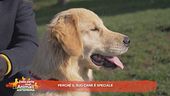 Perchè il suo cane è speciale