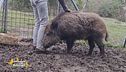 Il cinghiale Dondo