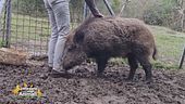 Il cinghiale Dondo