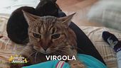In cerca di Virgola