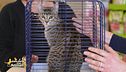Consigli per i pet lovers