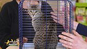 Consigli per i pet lovers