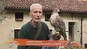 Alberto Fagan, l'uomo dei rapaci
