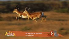 La gazzella