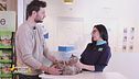 L'alimentazione dei gatti sterilizzati