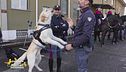 La clinica veterinaria per cani eroi