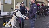 La clinica veterinaria per cani eroi