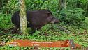 Un animale da scoprire: il tapiro