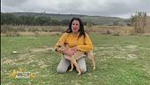 L'impegno di Francesca per i cani randagi