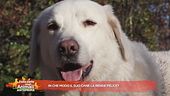 In che modo il suo cane la rende felice?
