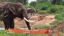 Animali da scoprire: l'elefante