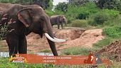 Animali da scoprire: l'elefante