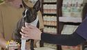 Consigli per tutti i pet lovers