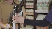 Consigli per tutti i pet lovers