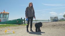 Viaggiare in Emilia Romagna con il cane: le mete da non perdere