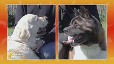 Golden Retriever vs. Akita Americano