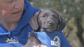 Balù, un cane vellutato