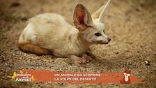 La volpe del deserto